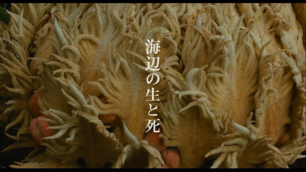 海辺の生と死の画像