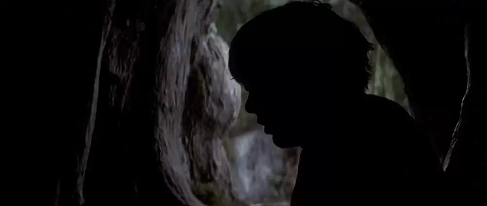 ヒマラヤ杉に降る雪の画像