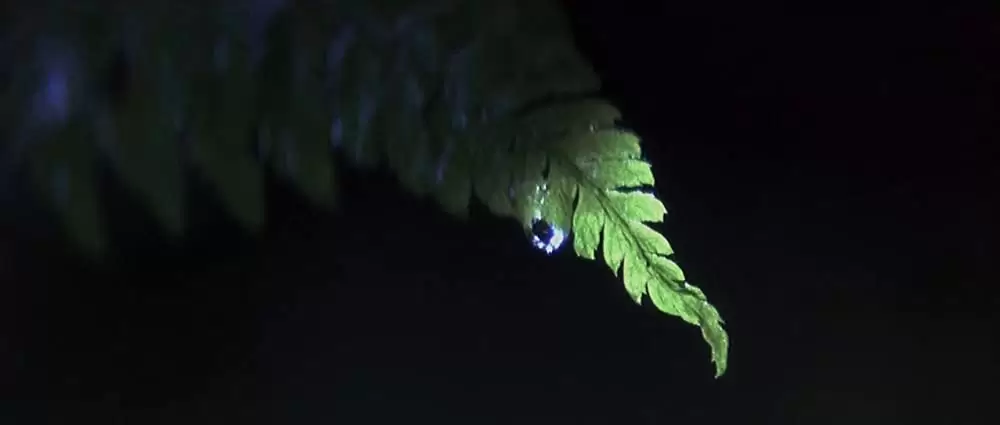 ヒマラヤ杉に降る雪の画像