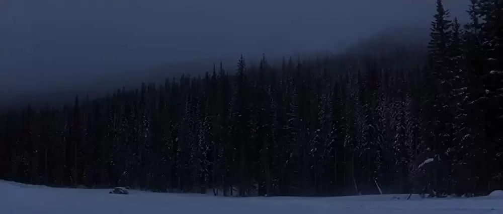 ヒマラヤ杉に降る雪の画像