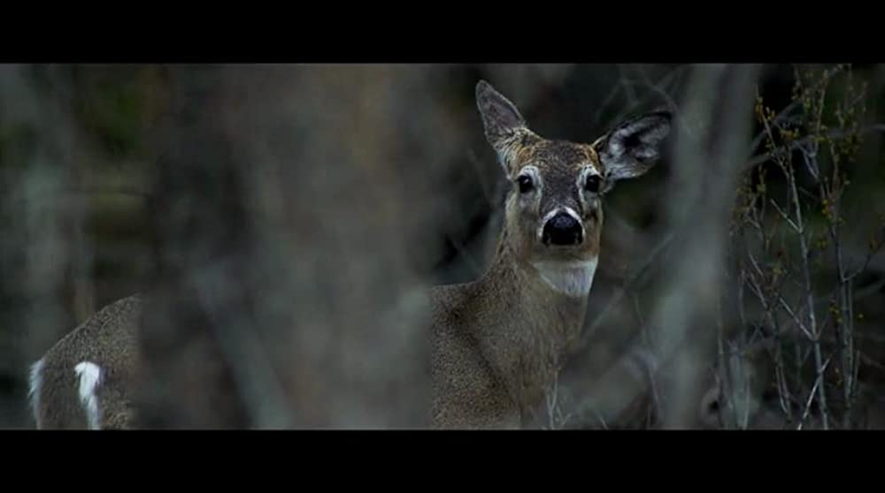 クレイジー・フォー・マウンテンの画像