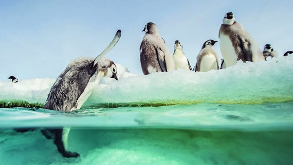 皇帝ペンギン ただいまの画像