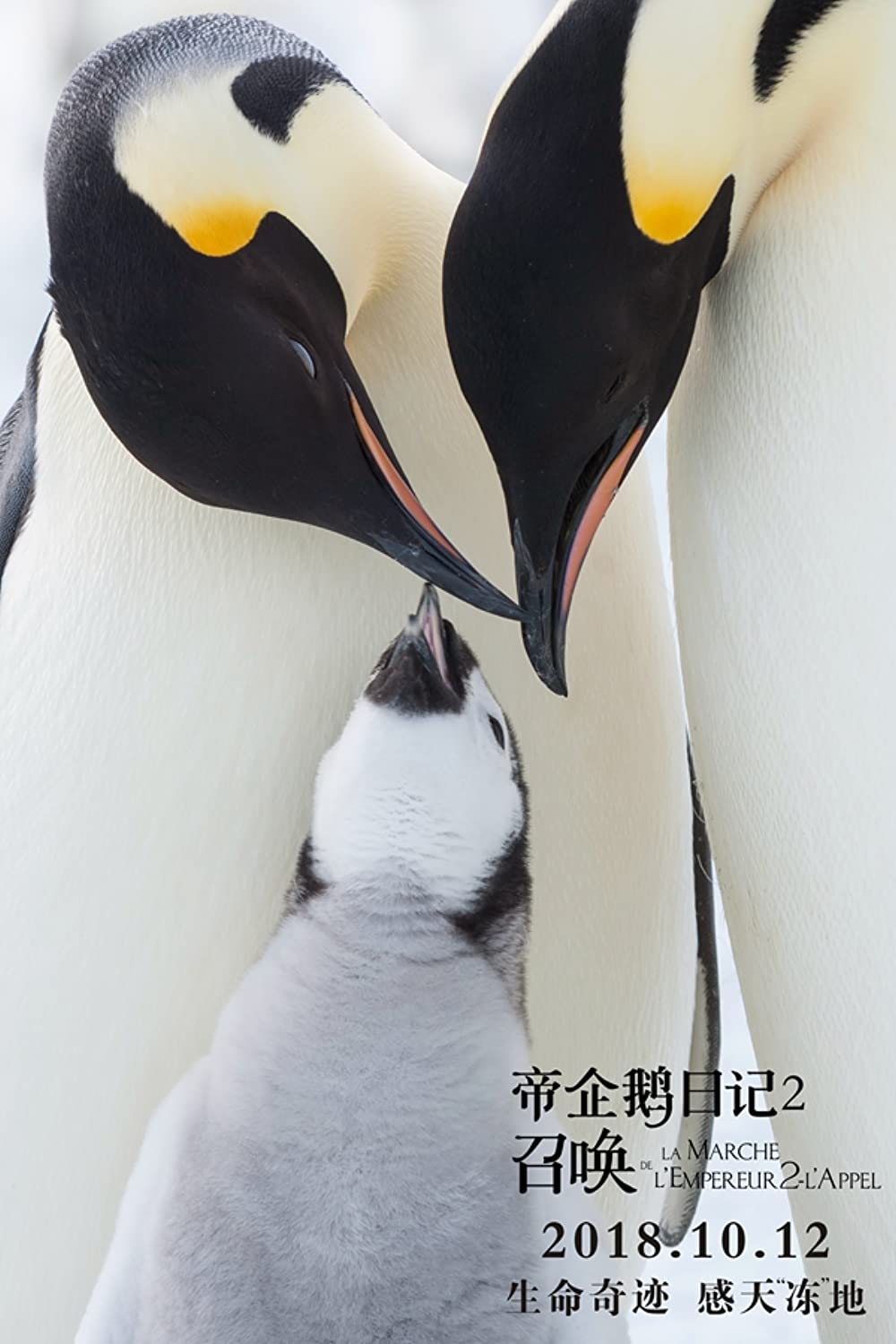 皇帝ペンギン ただいまの画像