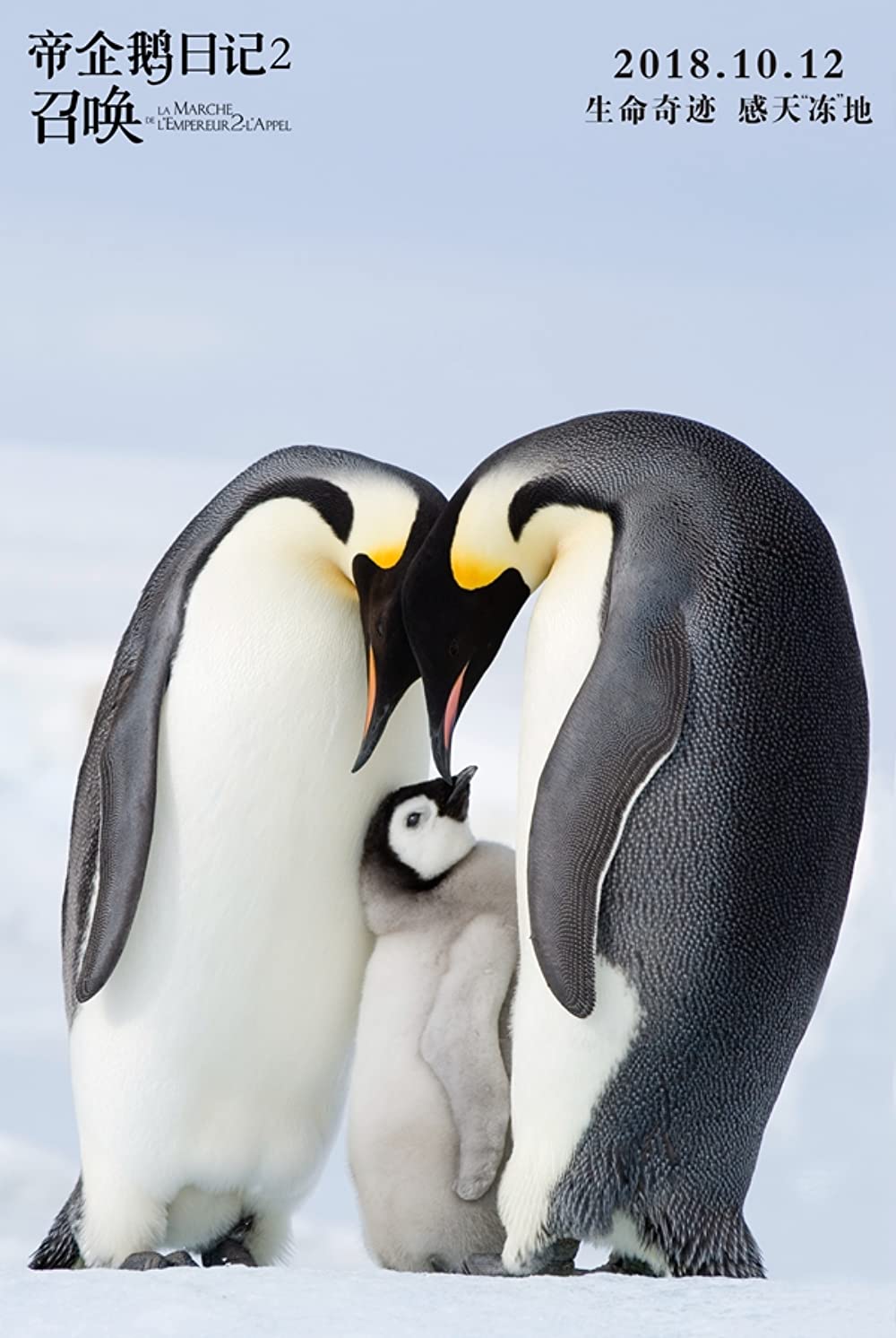 皇帝ペンギン ただいまの画像