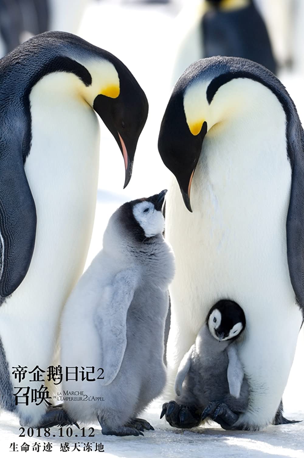 皇帝ペンギン ただいまの画像