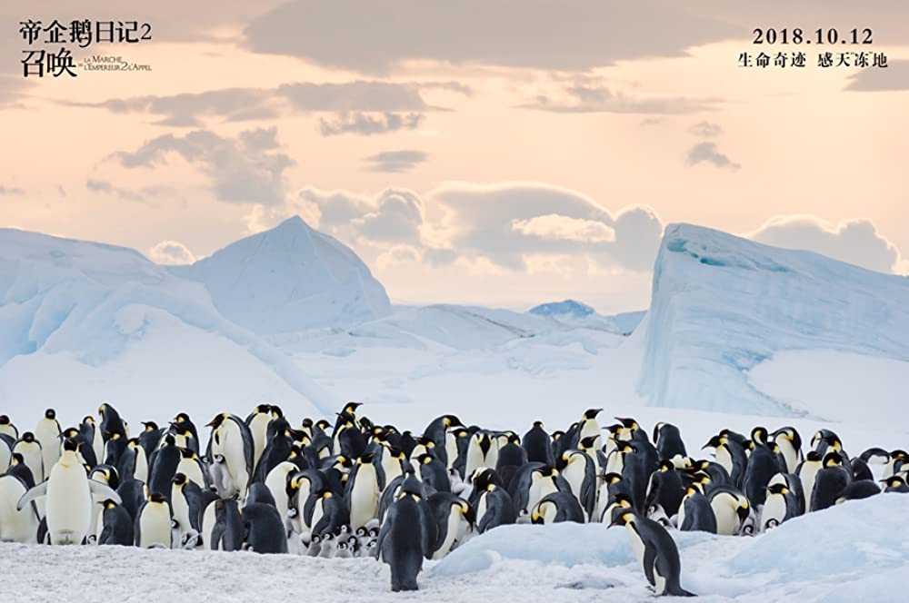 皇帝ペンギン ただいまの画像