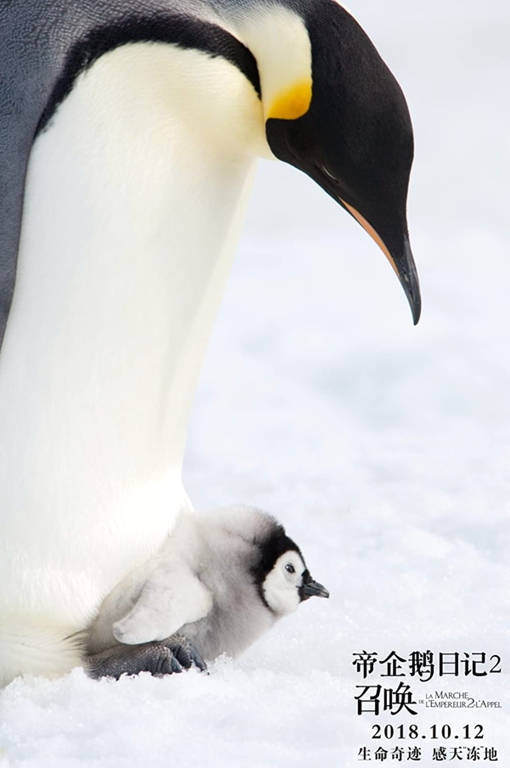 皇帝ペンギン ただいまの画像