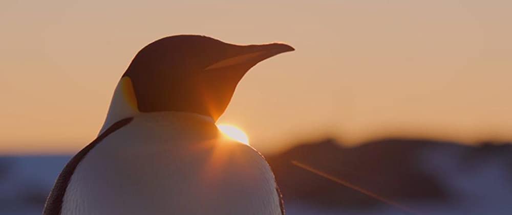 皇帝ペンギン ただいまの画像
