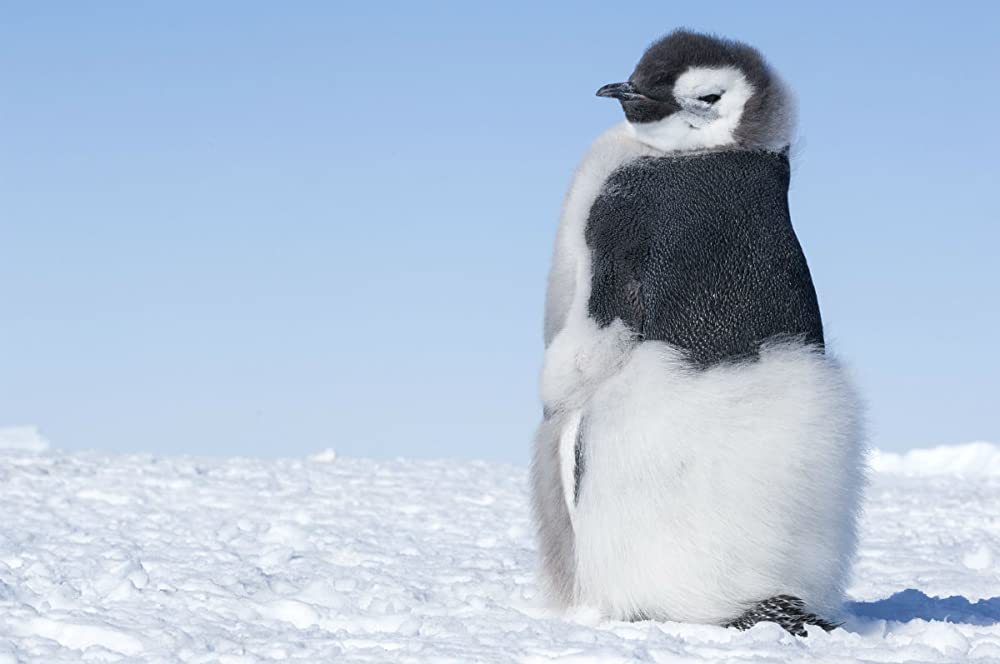 「皇帝ペンギン ただいま」の画像