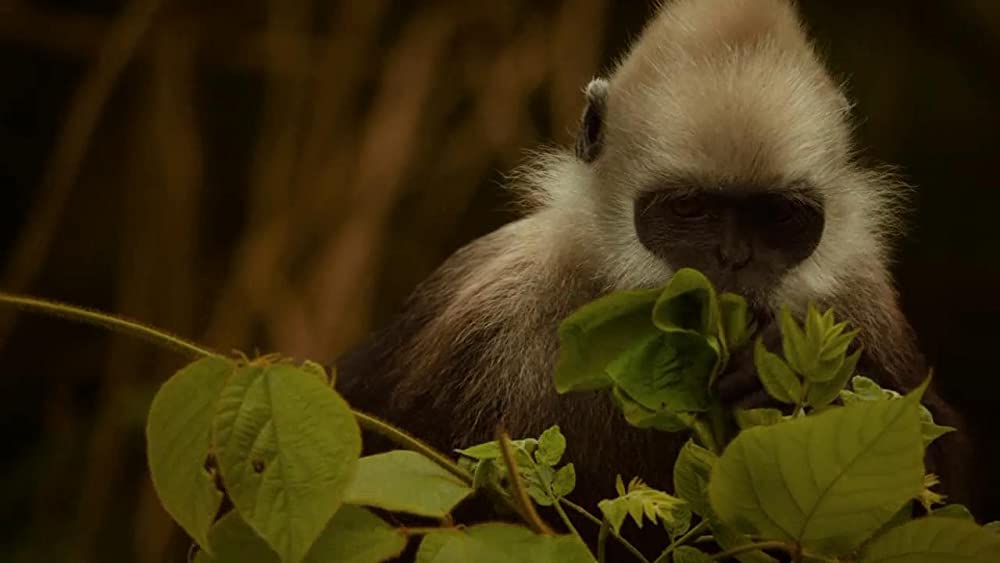 アース：アメイジング・デイの画像