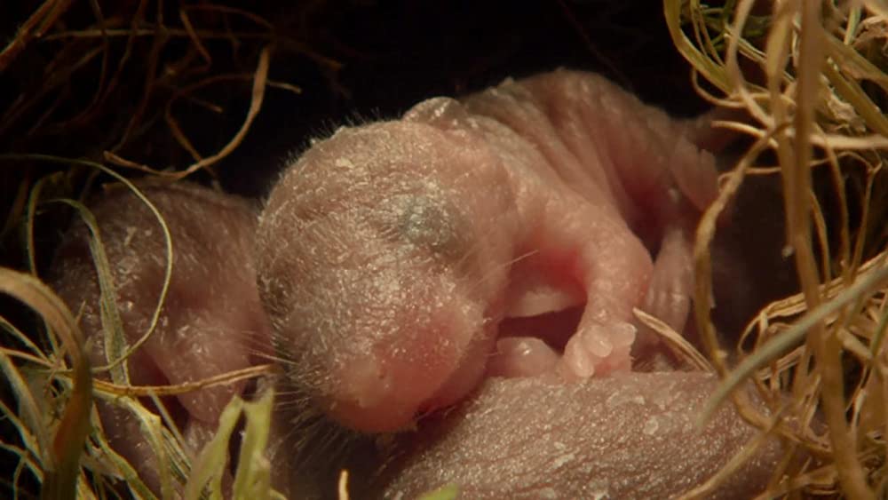 アース：アメイジング・デイの画像