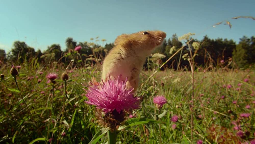 アース：アメイジング・デイの画像