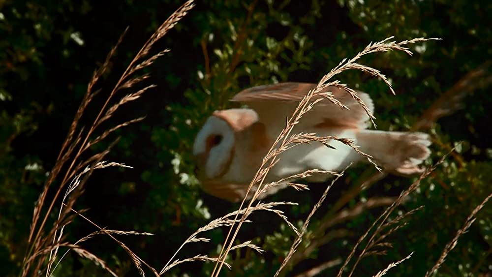 アース：アメイジング・デイの画像