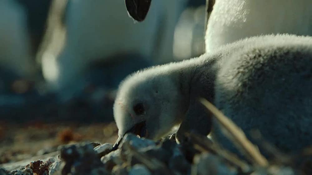 アース：アメイジング・デイの画像