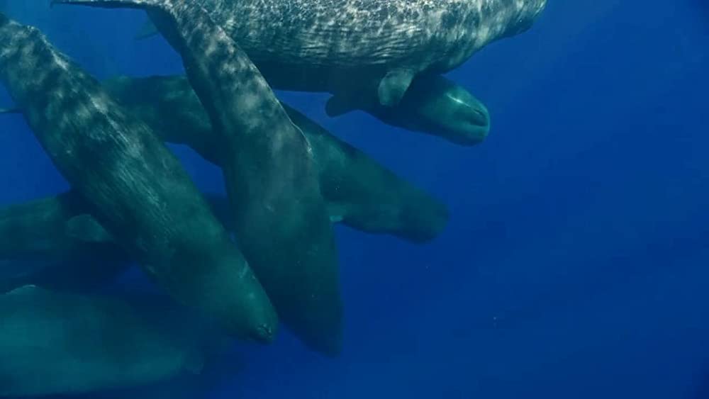 アース：アメイジング・デイの画像