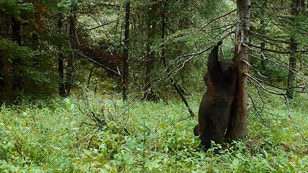 アース：アメイジング・デイの画像