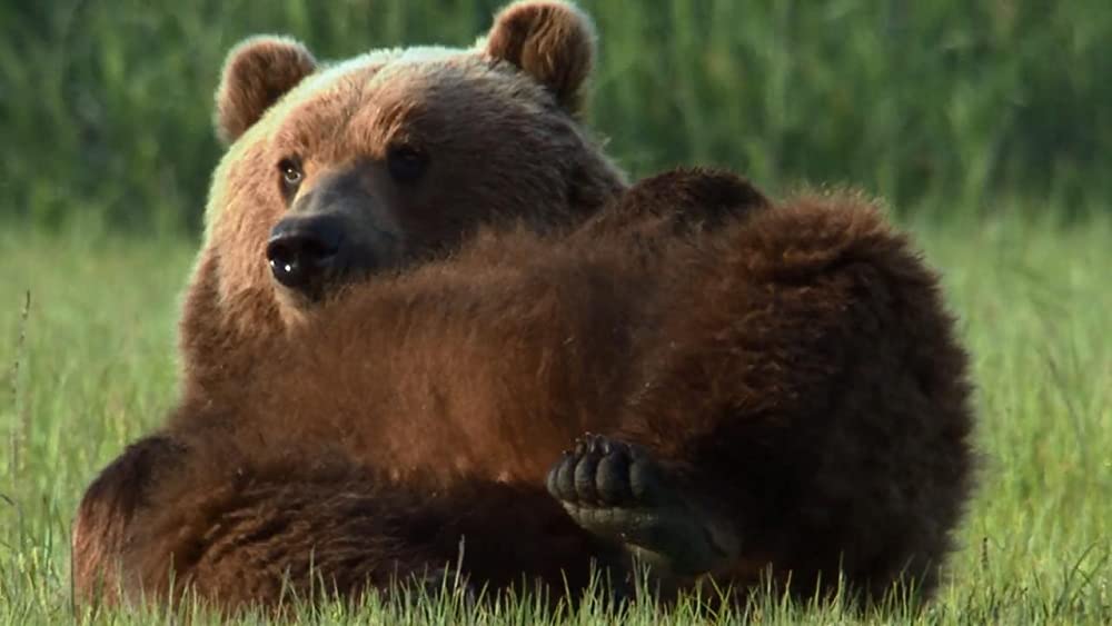 アース：アメイジング・デイの画像