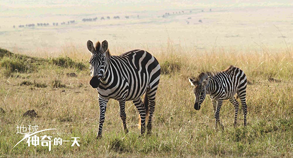 アース：アメイジング・デイの画像