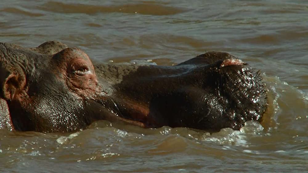 アース：アメイジング・デイの画像