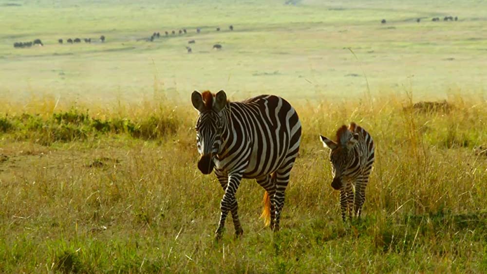 アース：アメイジング・デイの画像