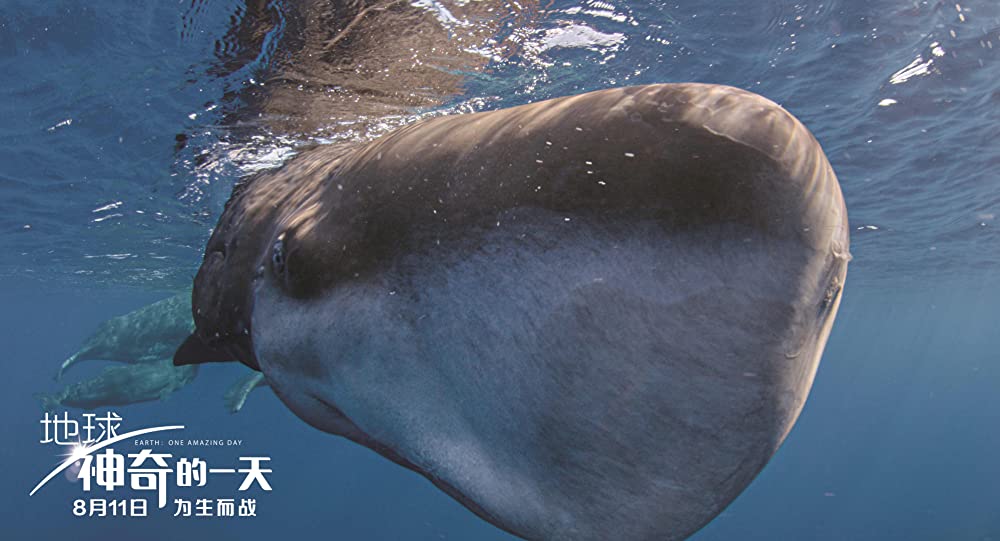 アース：アメイジング・デイの画像