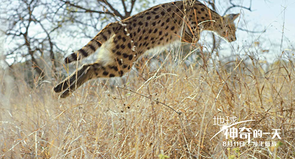 アース：アメイジング・デイの画像