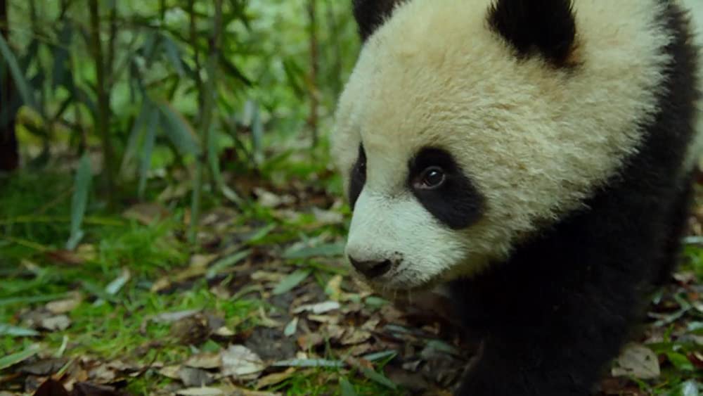 アース：アメイジング・デイの画像