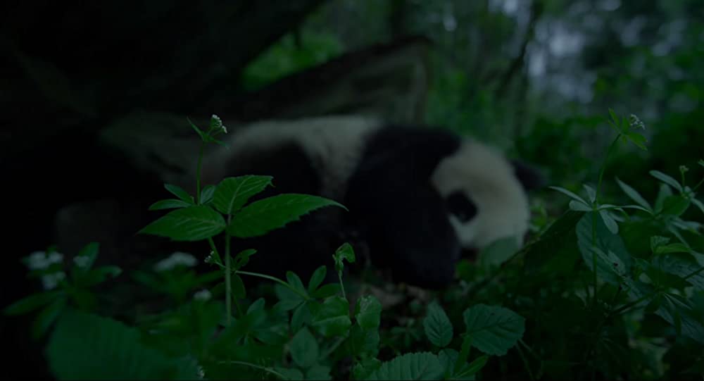 アース：アメイジング・デイの画像