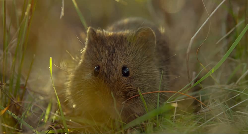 アース：アメイジング・デイの画像