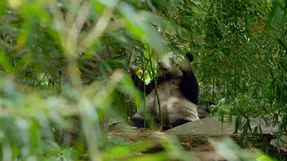 アース：アメイジング・デイの画像