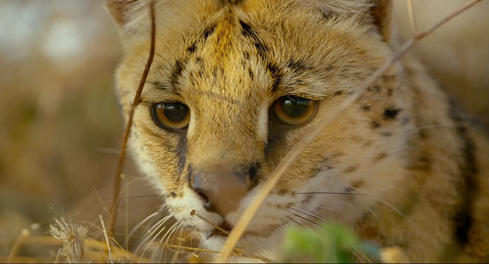 アース：アメイジング・デイの画像