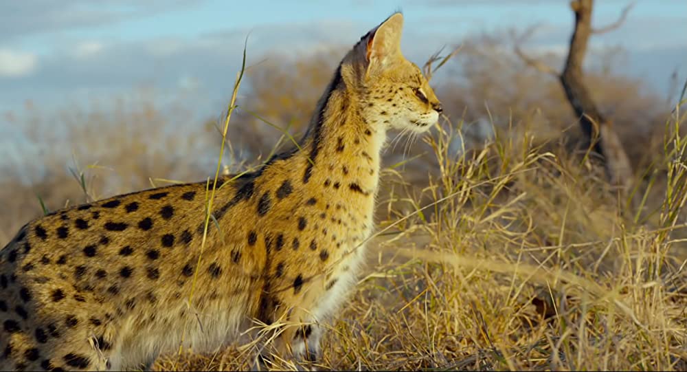 アース：アメイジング・デイの画像