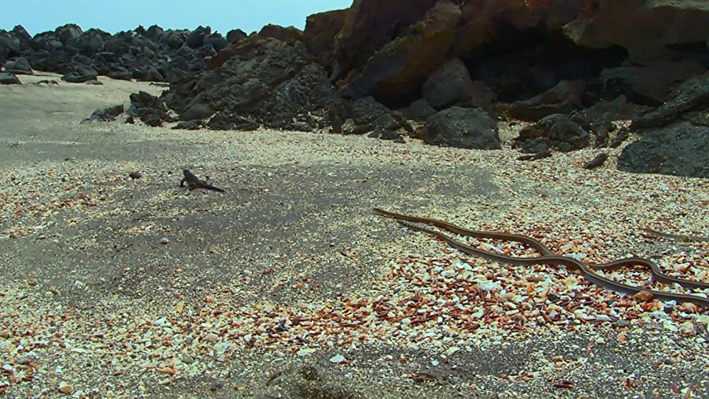 アース：アメイジング・デイの画像