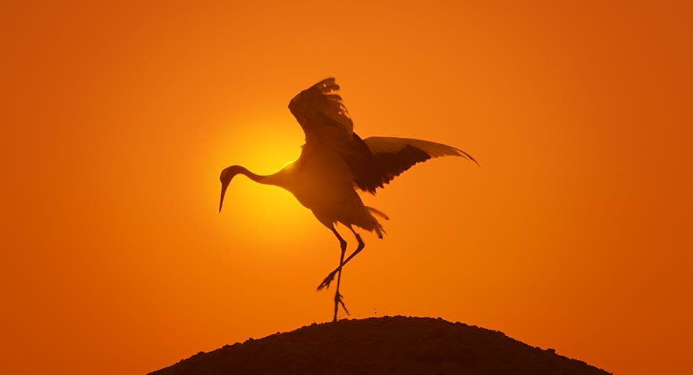 アース：アメイジング・デイの画像