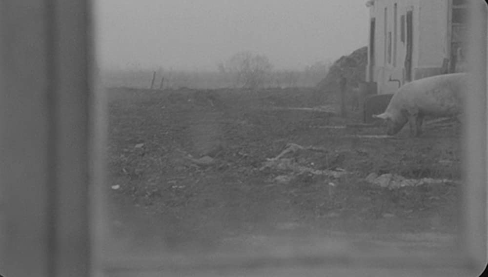 サタンタンゴの画像