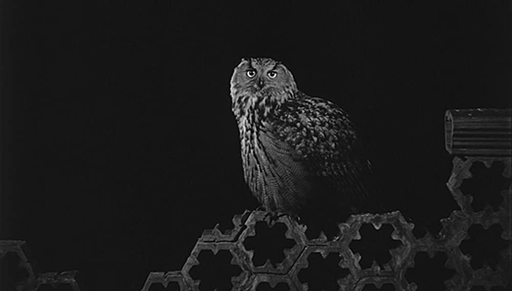 サタンタンゴの画像