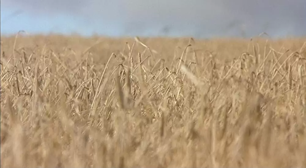 ボクと空と麦畑の画像