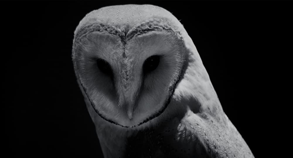 VIDEOPHOBIAの画像