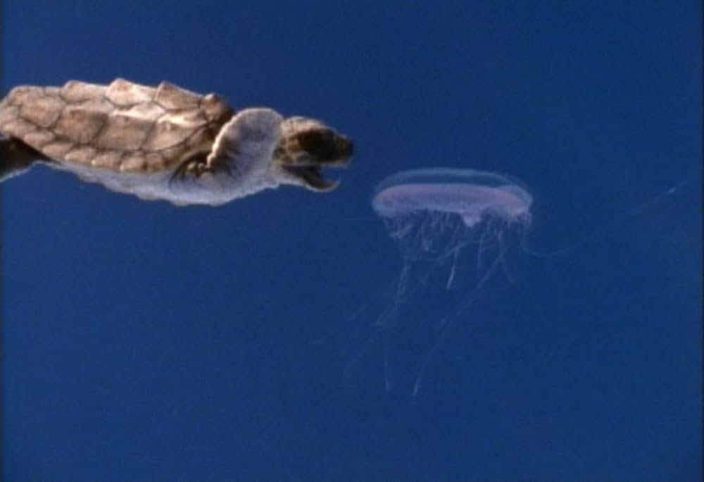 プラスチックの海／プラスチック・オーシャンの画像