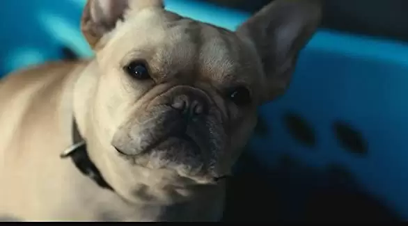 ポーラー 狙われた暗殺者の画像