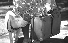 ベイブ／都会へ行くの画像