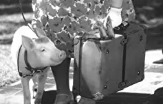 ベイブ／都会へ行くの画像