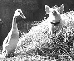 ベイブ／都会へ行くの画像