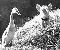 ベイブ／都会へ行くの画像