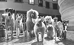 ベイブ／都会へ行くの画像