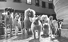 ベイブ／都会へ行くの画像