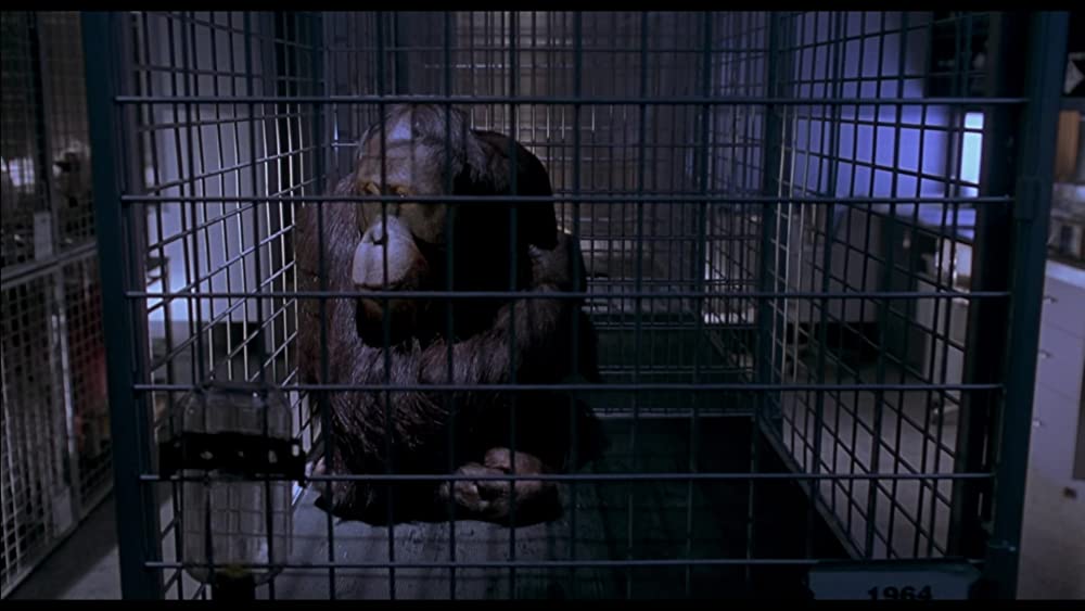 ベイブ／都会へ行くの画像