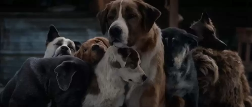 野性の呼び声の画像