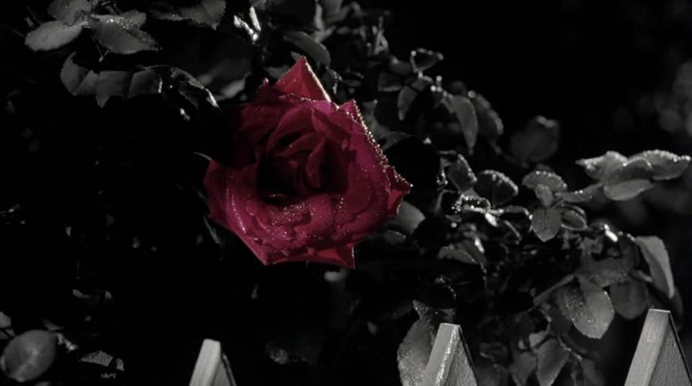 カラー・オブ・ハートの画像