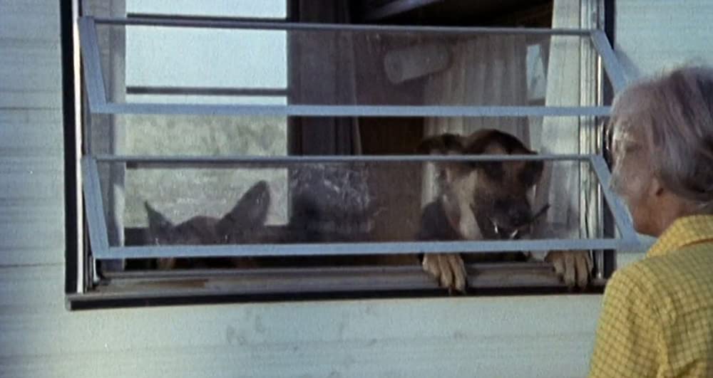 サランドラの画像